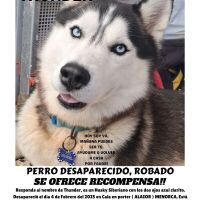 DESAPARECIDO HUSKY SIBERIANO ZONA CALA EN PORTER