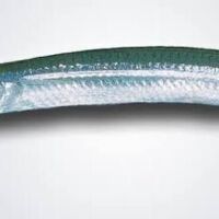 PEZ AGUJA PARA CARNADA