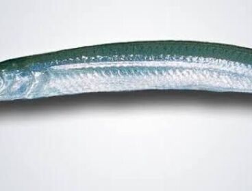 PEZ AGUJA PARA CARNADA